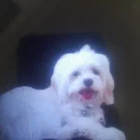 سگ گمشده|حیوانات|یزد, |دیوار