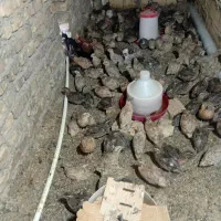 بلدرچین