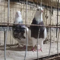 یک جفت طوقی
