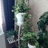 گل سالم و شاداب،ادرس گلبهار جمهوری ۴۶