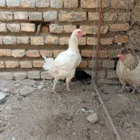 مرغ دورگ سفید با یه جوجه