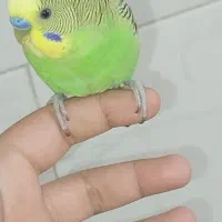 عروس هلندی و مر غ عشق