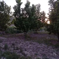 زمین-عارفی-حاشیه-سر-دو-نبش
