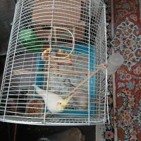 جفت طوطی عروس هلندی|پرنده|قزوین, |دیوار