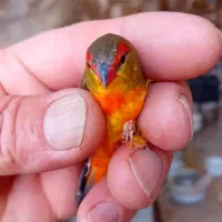 فنچ|پرنده|ساوه, |دیوار