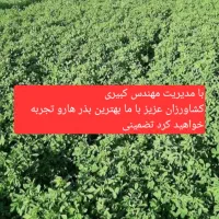 بذر آمریکایی|خدمات باغبانی و درختکاری|بهبهان, |دیوار