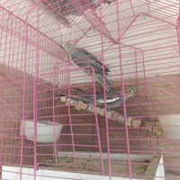 فروش عروس هلندی|پرنده|بزینه رود, |دیوار