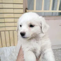 واگذاری سگ|سگ|سامان, |دیوار