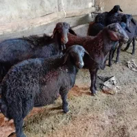 بره پای پروار|حیوانات مزرعه|ایجرود, |دیوار