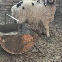 بره نر