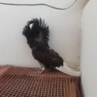 ماده شامپیون