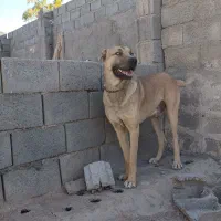 سگ فروشی|سگ|قائن, |دیوار