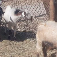 ۱۰ راس کره بز پرواری چاق چاق برا قصابی در سربندر|حیوانات مزرعه|بندر ماهشهر, |دیوار