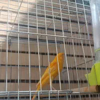 دو عدد قناری