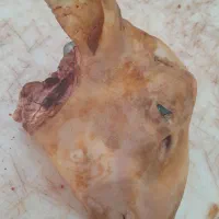 کله پاچه پاک شده .ایلام. به صورت عمده. ارسال داریم|خوردنی و آشامیدنی|ایلام, |دیوار