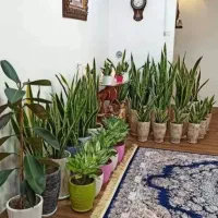 خدمات باغبانی گل کاری هرس کاری تعویض خاک گلدان