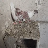 نر و ماده کبوتر صید شده