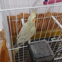 عروس هلندی 4ماهه با فقس