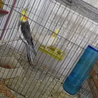 جفت عروس همراه با تخم|پرنده|میاندوآب, |دیوار