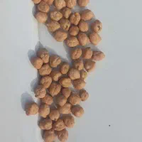 نخود درجه یک