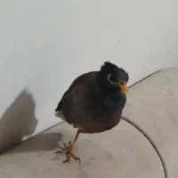 گمشده مرغ مینا