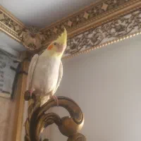 عروس هلندی نر ۳ ماهه