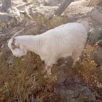 کره ماده سانن