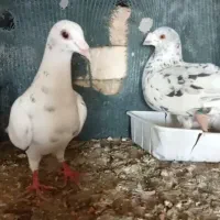 کبوتر سار هفرنگ