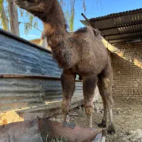 بچه شتر چاق برای نذری|حیوانات مزرعه|قنوات, |دیوار