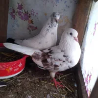 کبوتر