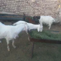 ۷ راس بز ۳ تا زایده ۴ تا آبست ۲۰ روز