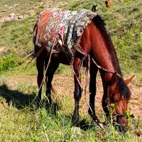 اسب مادیان کورد عرب|اسب و تجهیزات اسب‌سواری|ارومیه, |دیوار