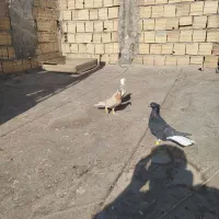 کفتر زل دم سفید طوقی هفت‌رنگ خطی|پرنده|محمدیه-قزوین, |دیوار