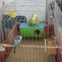 مرغ عشق|پرنده|تبریز, |دیوار