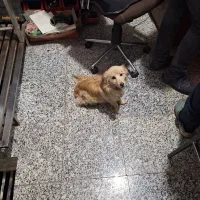 اهدا میگیرد