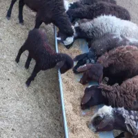 میش زایده درج یک