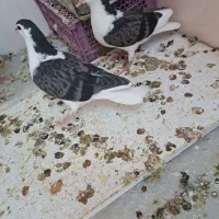 جوجه خوشرنگ