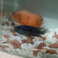 ماهی اسکار و ماهی سیچیلاید|ماهی|ساوه, |دیوار