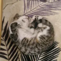 واگذاری گربه