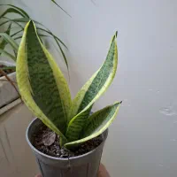 گل زیبا