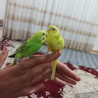 مرغ عشق سالم دستی نروماده|پرنده|محمدشهر, محمدشهر|دیوار
