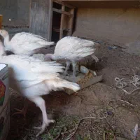 جوجه بوقلمو|حیوانات مزرعه|سمنان, |دیوار