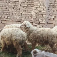 گوسفند ترکی و شیرازی