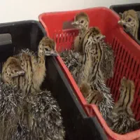 جوجه شترمرغ