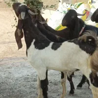 بز اصلی