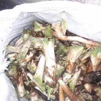 کنگر تازه و ترجگ و آبدار