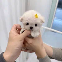 مالتیپو عروسکی|سگ|تهران, سردارجنگل|دیوار