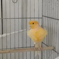 قناری نر ریزه بخون|پرنده|تهران, هفده شهریور|دیوار
