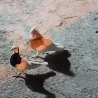 کبوتر جفت  پاک بی نقص کشیده