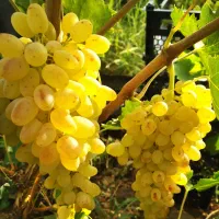 عرضه انواع نهال